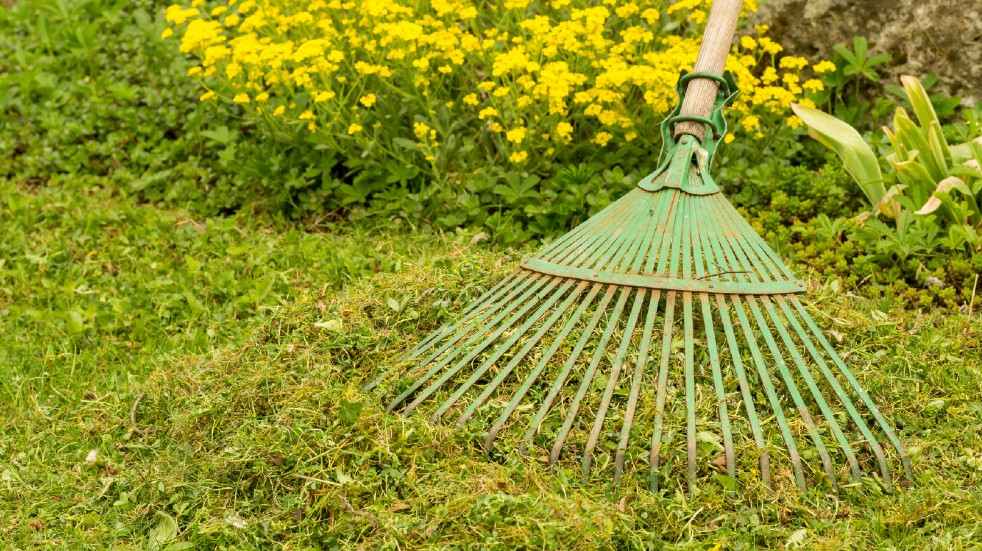 Lawn maintenance tips rake moss